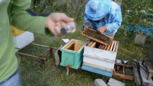 Использование трубки "люлька" для ловли маток