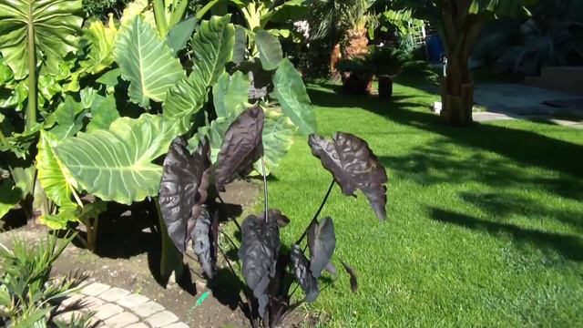 Alocasia, Colocasia, Xanthosoma. 2017.10. 04. смотреть онлайн