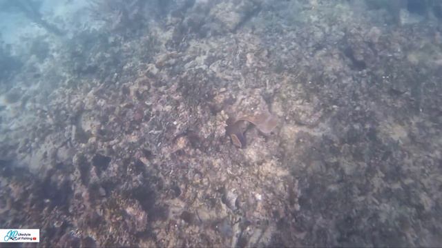 remote location West Harbor Bay spearfishing monster Barracuda beat water net fishing смотреть онлайн
