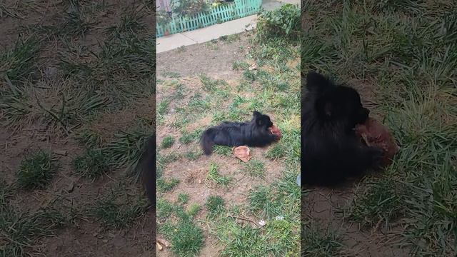 Продажа😃Питомник Йорк & Шпиц.Elite Pets,Крым, Евпатория 🌞Вопросы +79788972514 Доставка возможна 🥰 смотреть онлайн