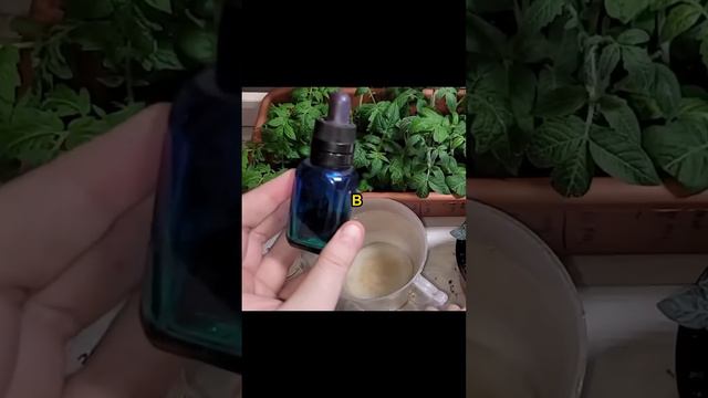 Если рассаде нужен азот смотреть онлайн