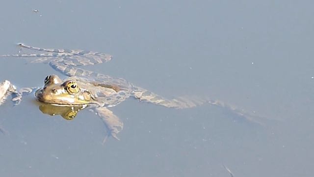 Озёрная лягушка в воде. смотреть онлайн