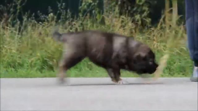 кавказская овчарка смотреть онлайн