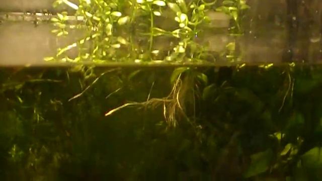 #Aquarium. Брачные игры бриллиантовой тетры. смотреть онлайн