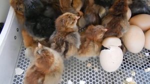 Суточные цыплята по 70 рублей (Порода Кучинская )