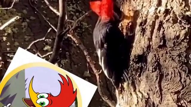 Помнит кто ? смотреть онлайн