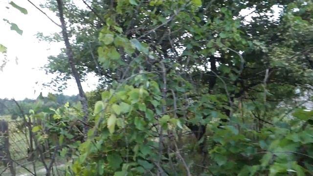 Дача, яблоки, Амира смотреть онлайн