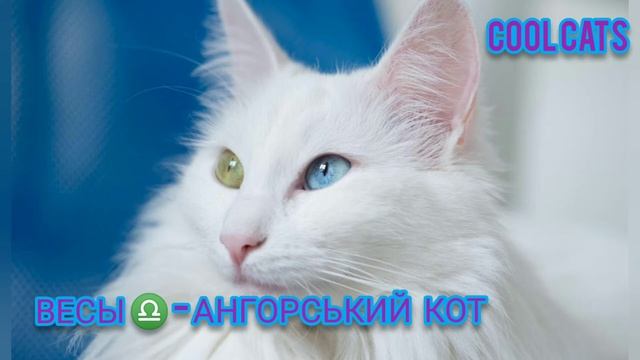 КАКАЯ ПОРОДА КОШКИ ПОДХОДИТ ТЕБЕ ПО ЗНАКУ ЗОДИАКА. Какая ты Кошка по Знаку Зодиака | Cool Cats смотреть онлайн