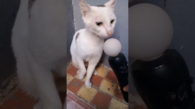 Самые смешные животные ??приколы с котами 2023??#shorts (3) смотреть онлайн