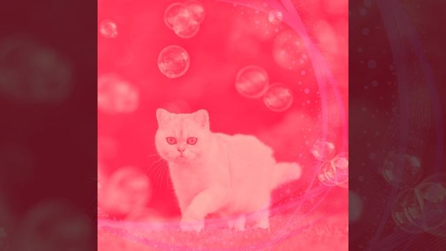 Созерцая (Спящие кошки) смотреть онлайн