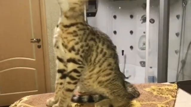 VIPLEO®. Саванна кошка. Savannah cats. смотреть онлайн