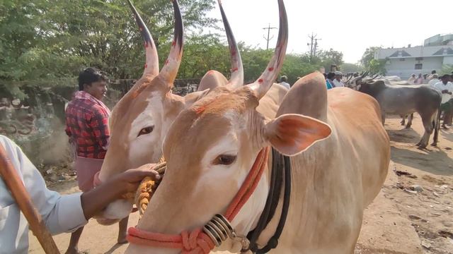Adoni Bull Market // Super Size Seema Bulls смотреть онлайн