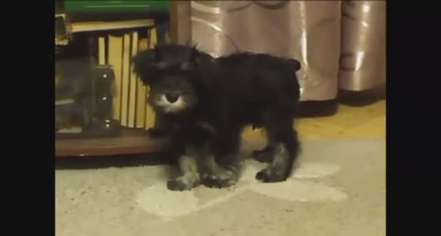 Цвергшнауцер Тоби. Второй день в нашей семье.