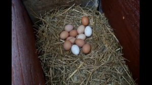 Как мы содержим  кур в теплице зимой на даче