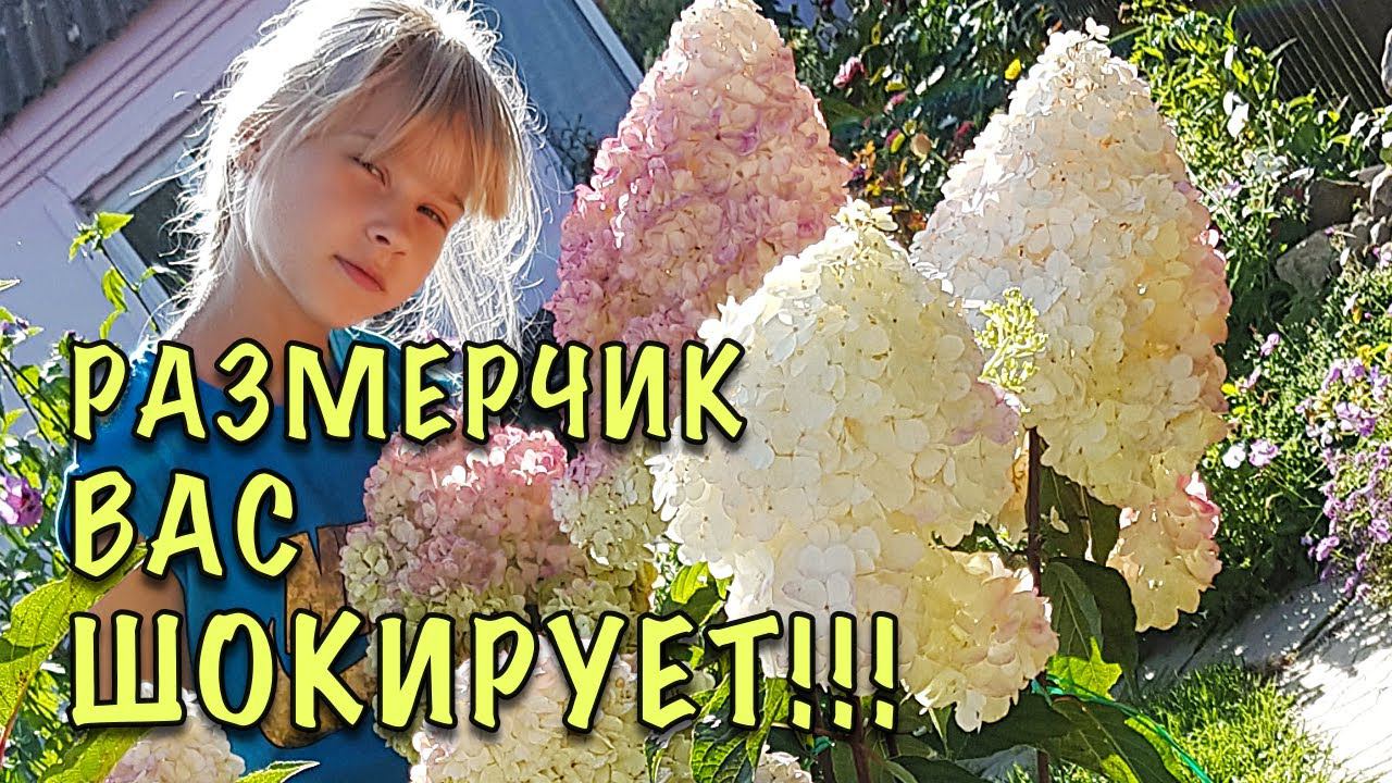 СДЕЛАЙТЕ ЭТО СРОЧНО! Получите ОГРОМНЫЕ СОЦВЕТИЯ и ДОЛГОЕ ЦВЕТЕНИЕ! Обрезка ГОРТЕНЗИИ ЛЕТОМ смотреть онлайн