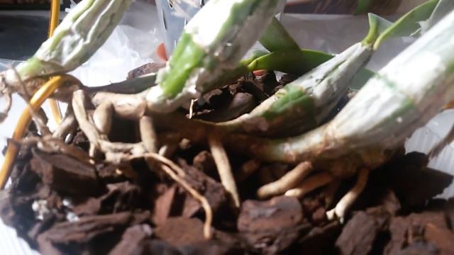 Сравнение другими поставщиками ПОСТАВЩИК Orquidario Americana смотреть онлайн