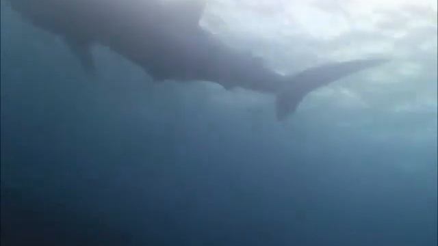 Whale Sharks Galapagos Islands смотреть онлайн