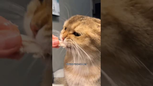 Пушистый влог Гуччи