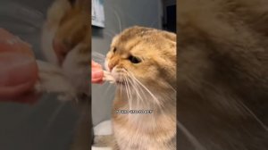 Пушистый влог Гуччи