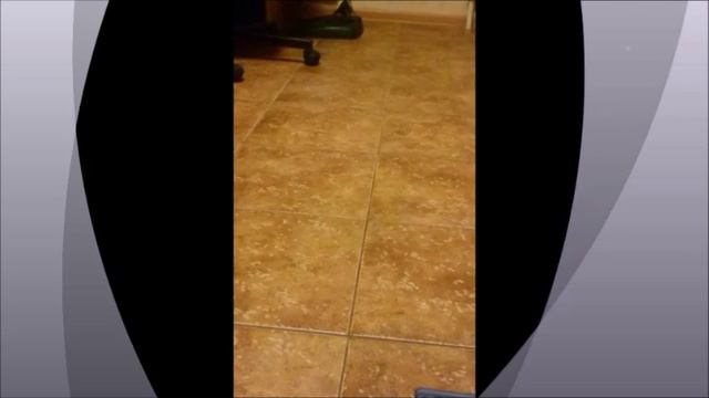 Бенгальский котенок приносит игрушку смотреть онлайн