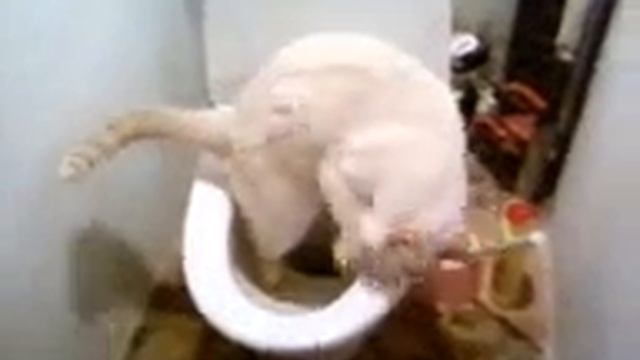 Видео 0003 смотреть онлайн