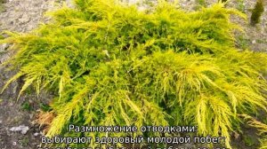 Можжевельник Голд Стар: описание сорта и разновидностей