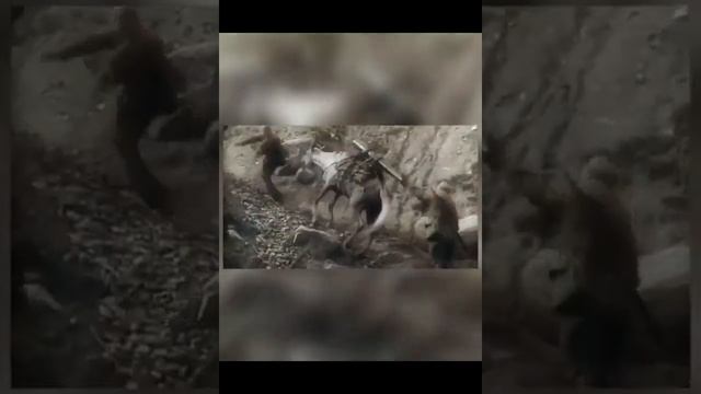 В память всем неизвестным героям нашей родины ко Дню неизвестного солдата. Мы помним!!! смотреть онлайн