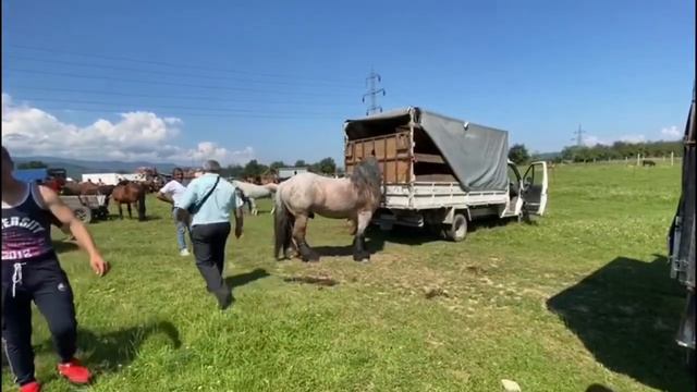 Targ De Cai Sighetu-Marmatiei, Maramureş#2020