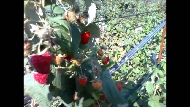 Малина "Полана" и "Полка". Октябрь смотреть онлайн