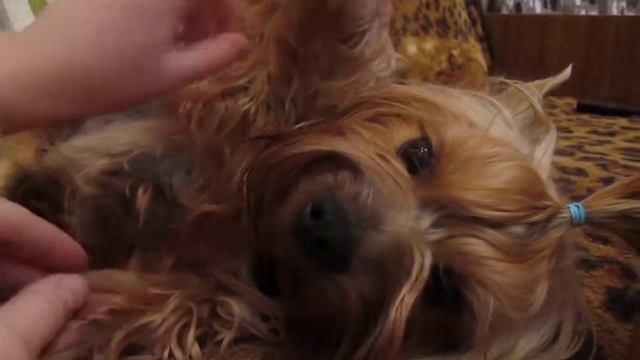 Йоркширский терьер милый питомец йорк смотреть онлайн