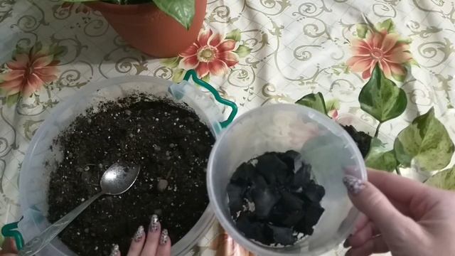 Будни цветовода?Укореняю сингониум?Пересаживаю сциндапсус?Черенкую рео?Грунт?Освещение?Уход?Горшки смотреть онлайн