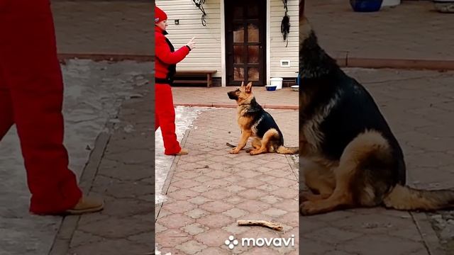 12 дней пансиона... смотреть онлайн