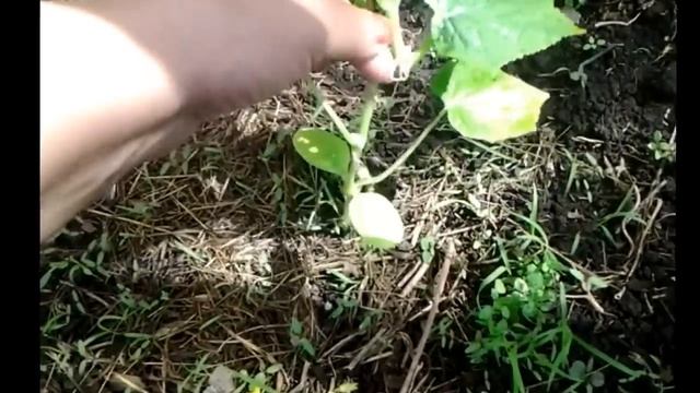 КАК ПРАВИЛЬНО ФОРМИРОВАТЬ ОГУРЦЫ для получения больших урожаев. смотреть онлайн