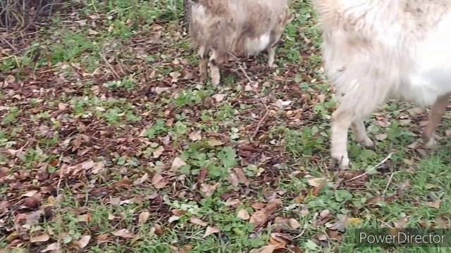 Славянск 05.11.22. Козы по дороге..🐐 Провинциальные истории. смотреть онлайн