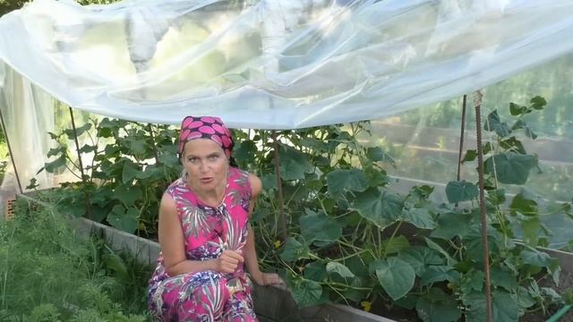 Мой участок в июле и планы на месяц смотреть онлайн