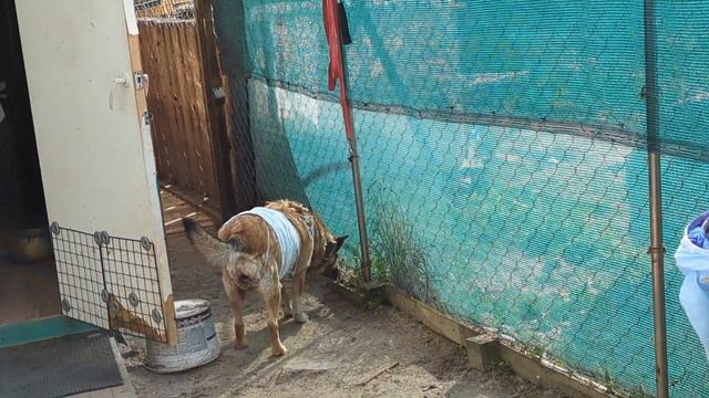 Возвращение Лисы и выходной в приюте смотреть онлайн