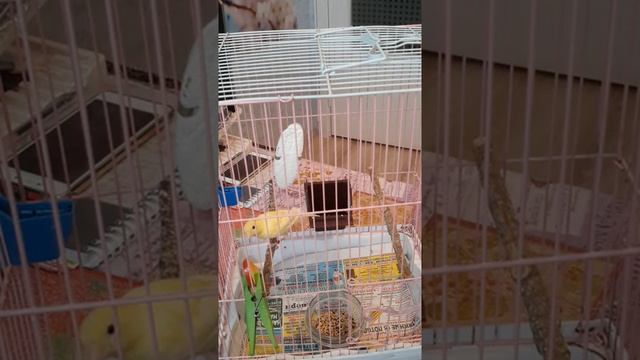 Подготовка канареек к размножению..mp4