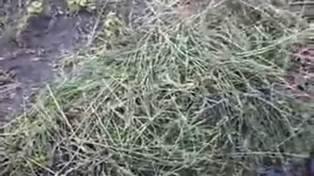 Чеснок под соломой смотреть онлайн