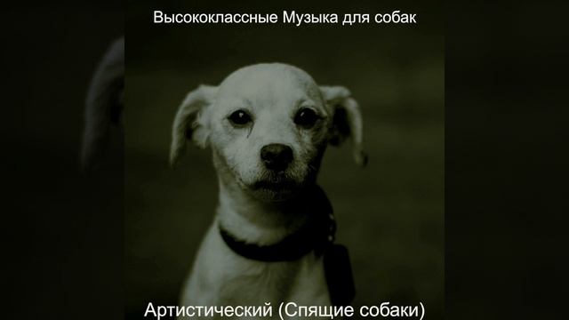 Атмосфера (Выгул собак) смотреть онлайн