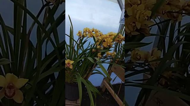 Orquídeas Cymbidium смотреть онлайн