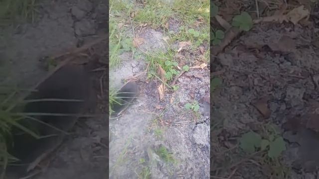 Нашёл существо похожее на крота смотреть онлайн