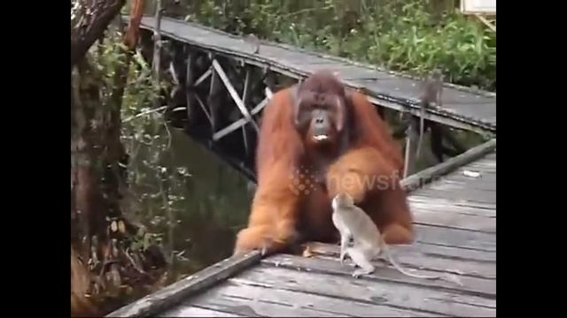Never Steal a Banana from a Orangutan's Mouth... смотреть онлайн