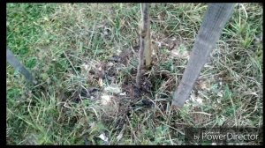 Грецкий орех "Саратовский идеал". 2 часть. Подмосковье