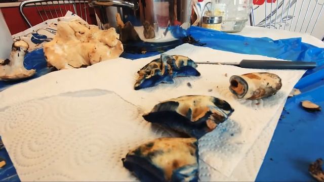 Разрезаем гриб "синяк" смотреть онлайн