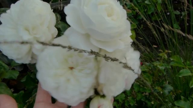 Саженцы от Н.Коровайной и очень красивое цветение роз,список в комментариях. смотреть онлайн