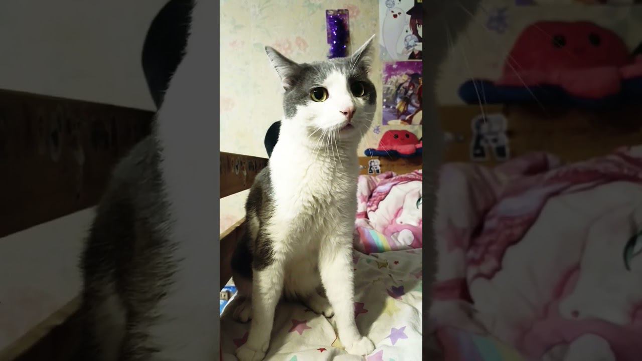 Походу четверг #кот #cat #мурзик #котик #юмор #лайк #котики #питомец #топ #прикол смотреть онлайн