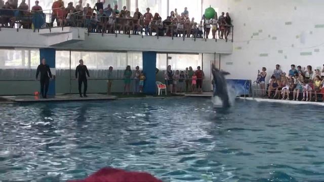 Дельфины. Танго часть 3 смотреть онлайн