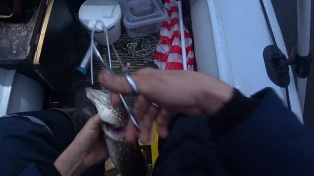 За хищником в конце октября. Рыбалка на кружки и жерлицы. смотреть онлайн