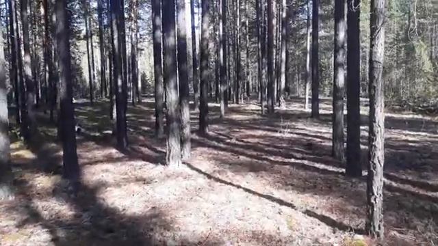 Ориентирование в лесу. Как пользоваться компасом