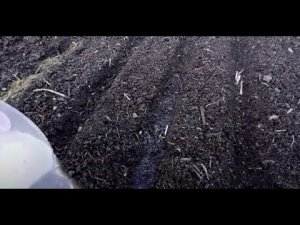 Как и когда посеять морковь. Секреты выращивания хорошего урожая